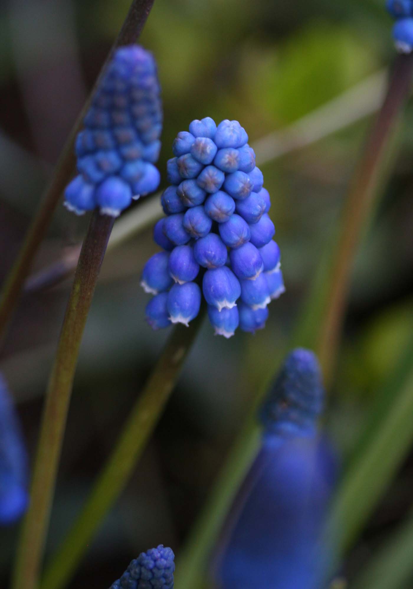 Muscari aucheri 'Dark Eyes' - vínperlulilja