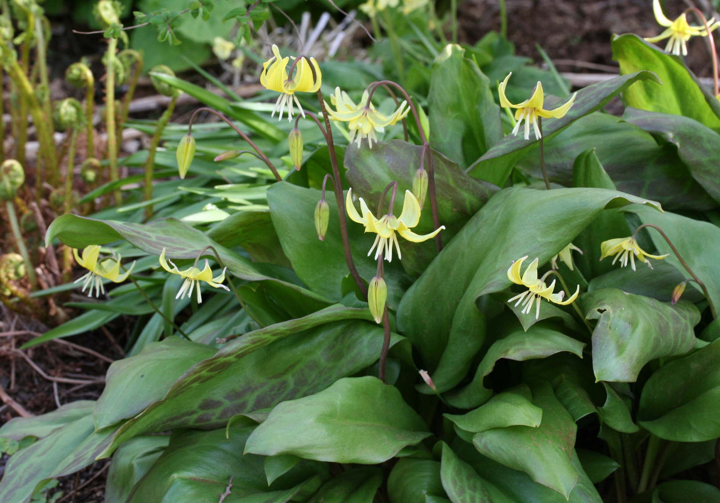 Erythronium 'Pagoda' - garðskógarlilja