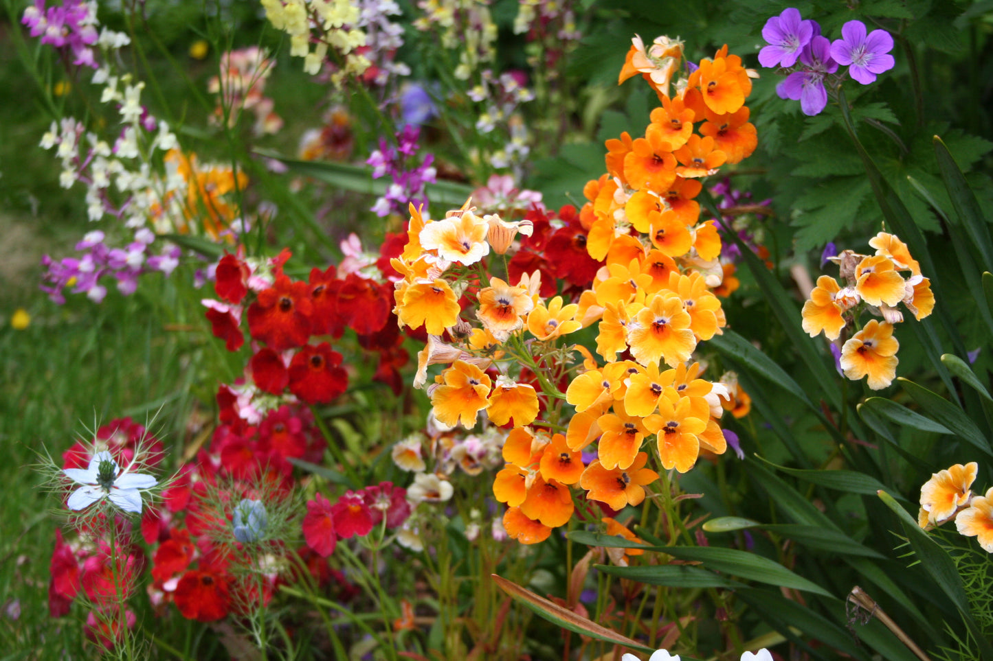Nemesia 'Carnival Mixed' - fiðrildablóm