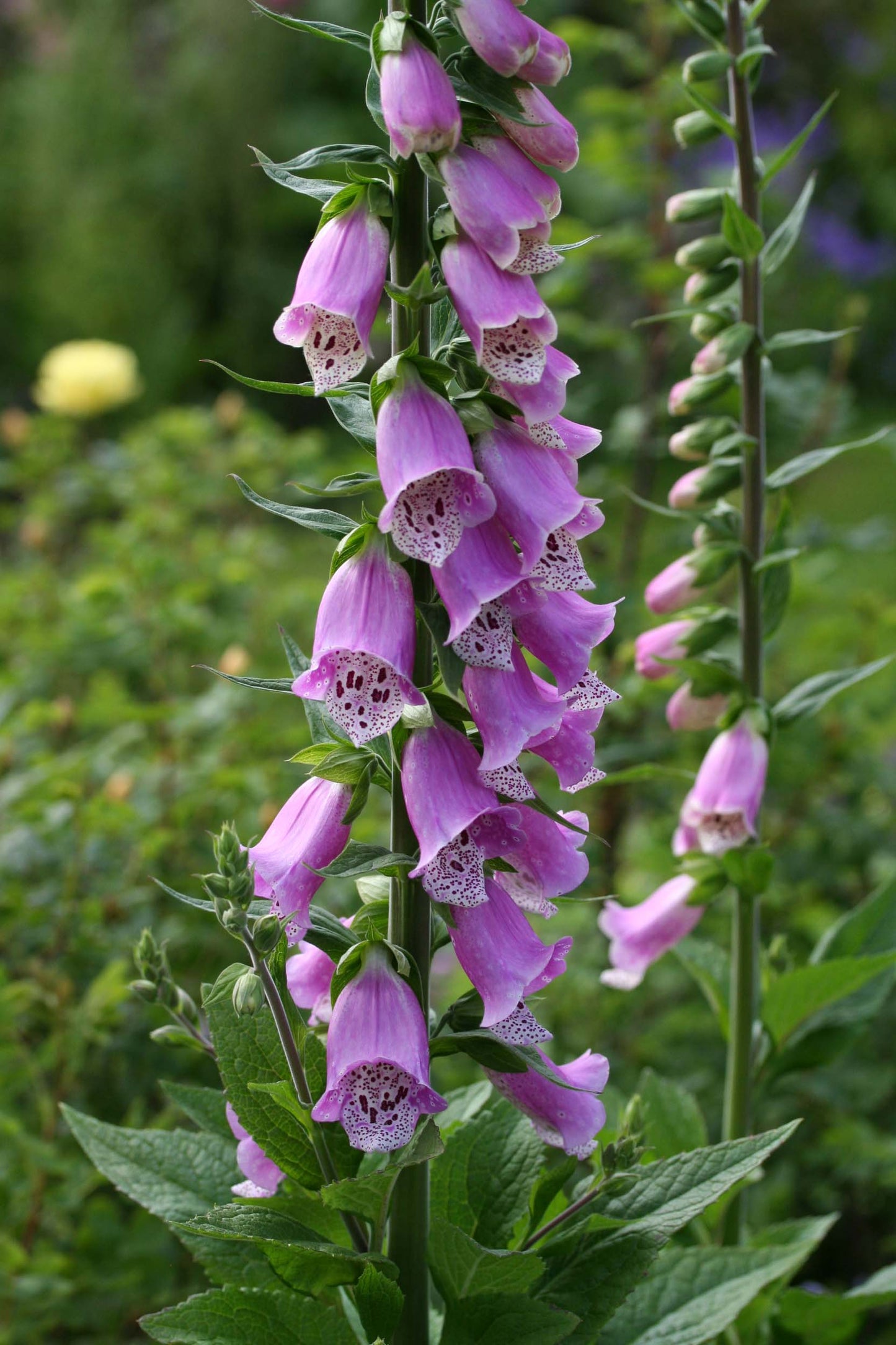 Digitalis purpurea - fingurbjargarblóm
