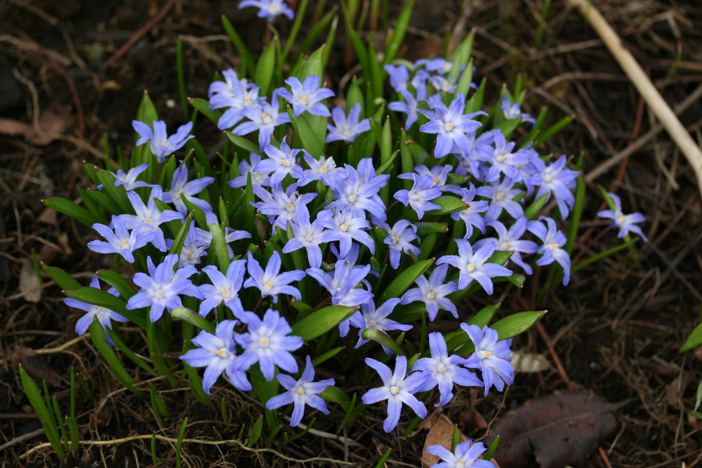 Chionodoxa luciliae -fannastjarna
