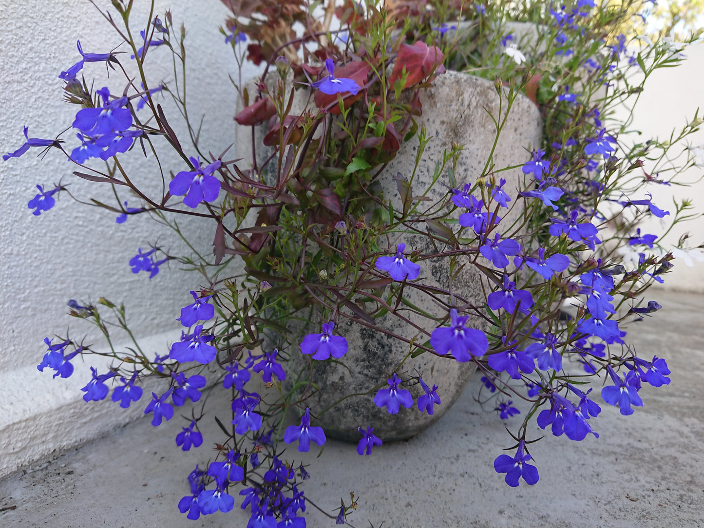 Lobelia 'Regatta Marine Blue' - brúðarauga