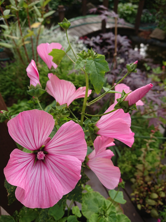 Lavatera 'Silver Cup' - aftanroðablóm