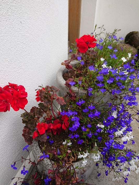 Lobelia 'Regatta Marine Blue' - brúðarauga
