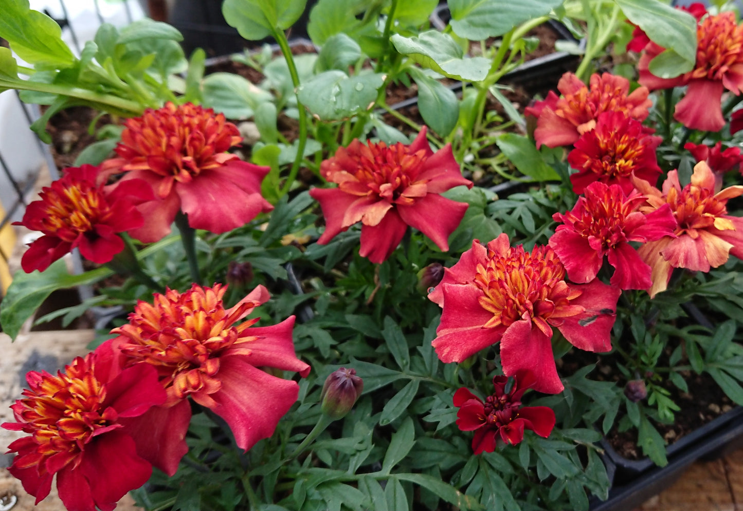 Tagetes patula 'Strawberry Blonde' - flauelsblóm