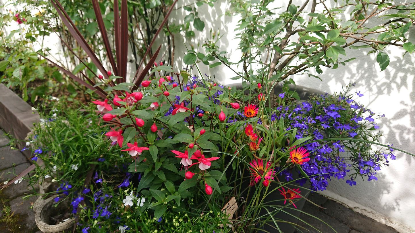 Lobelia 'Regatta Marine Blue' - brúðarauga
