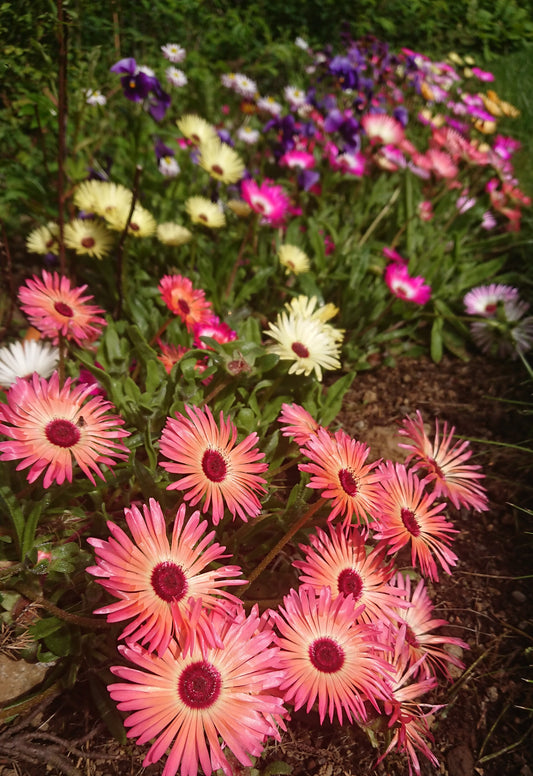 Mesembryanthemum 'Magic Carpet Mixed' - hádegisblóm