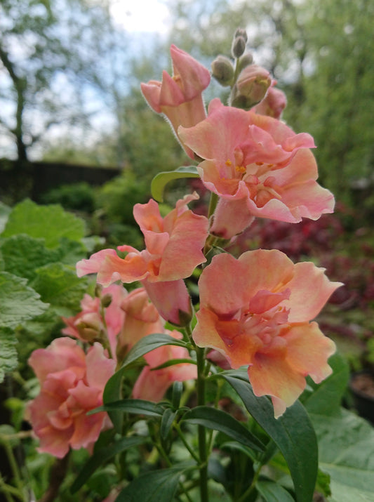 Antirrhinum 'Twinny F1 Double Peach' - ljónsmunnur