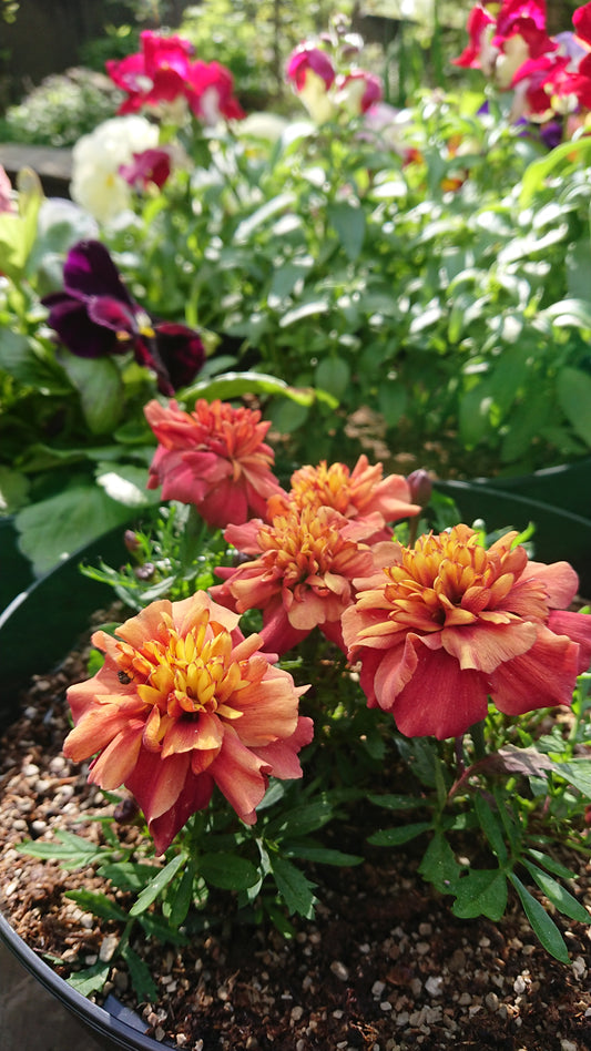 Tagetes patula 'Strawberry Blonde' - flauelsblóm