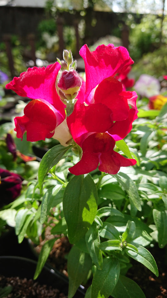 Antirrhinum 'Snapshot F1 Red' - ljónsmunnur
