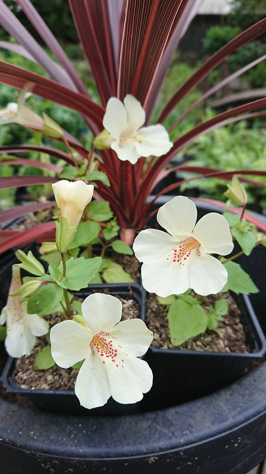 Mimulus 'F1 Magic Ivory' - fiðrildatrúður
