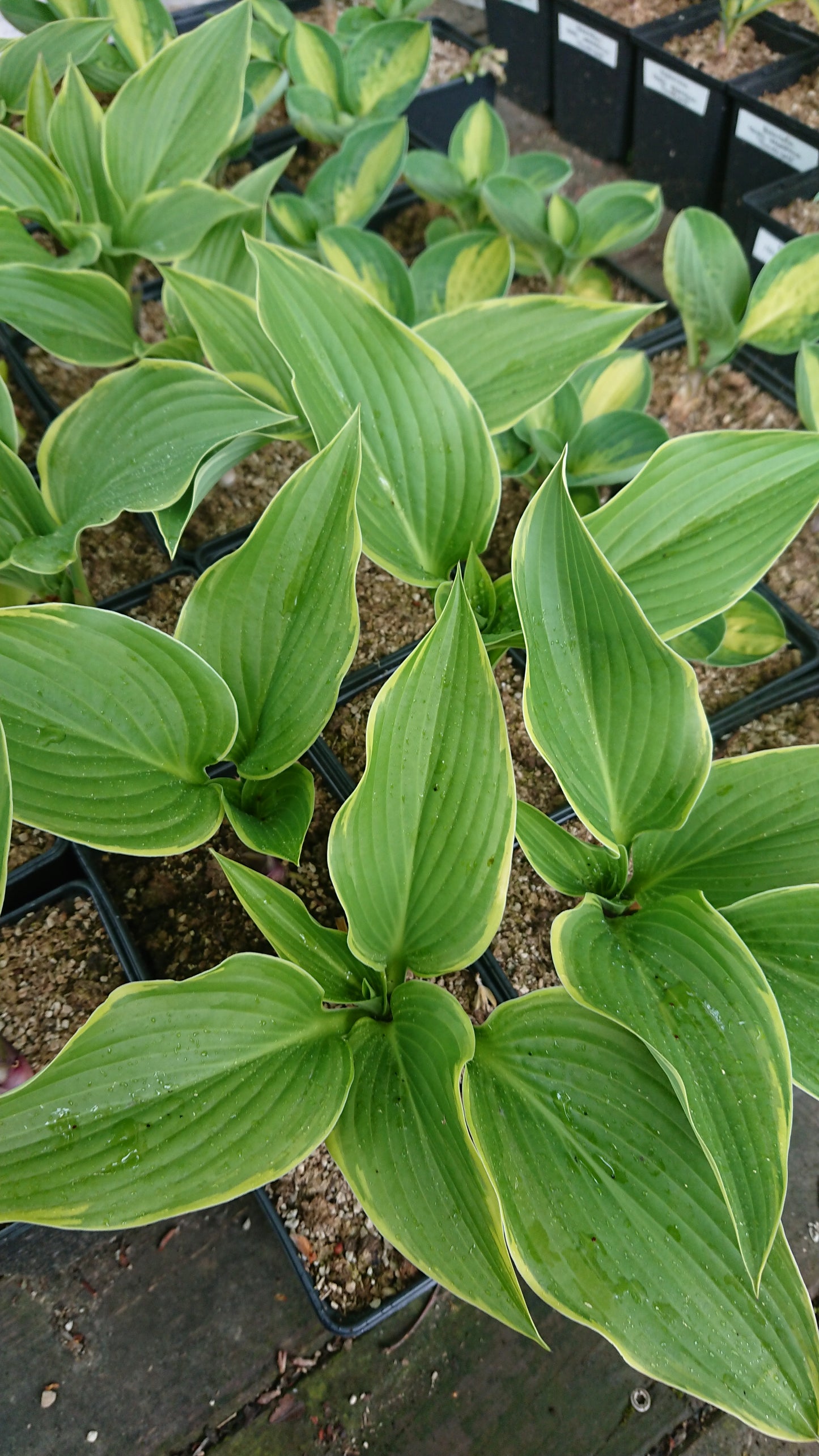 Hosta 'Yellow River' - brúska
