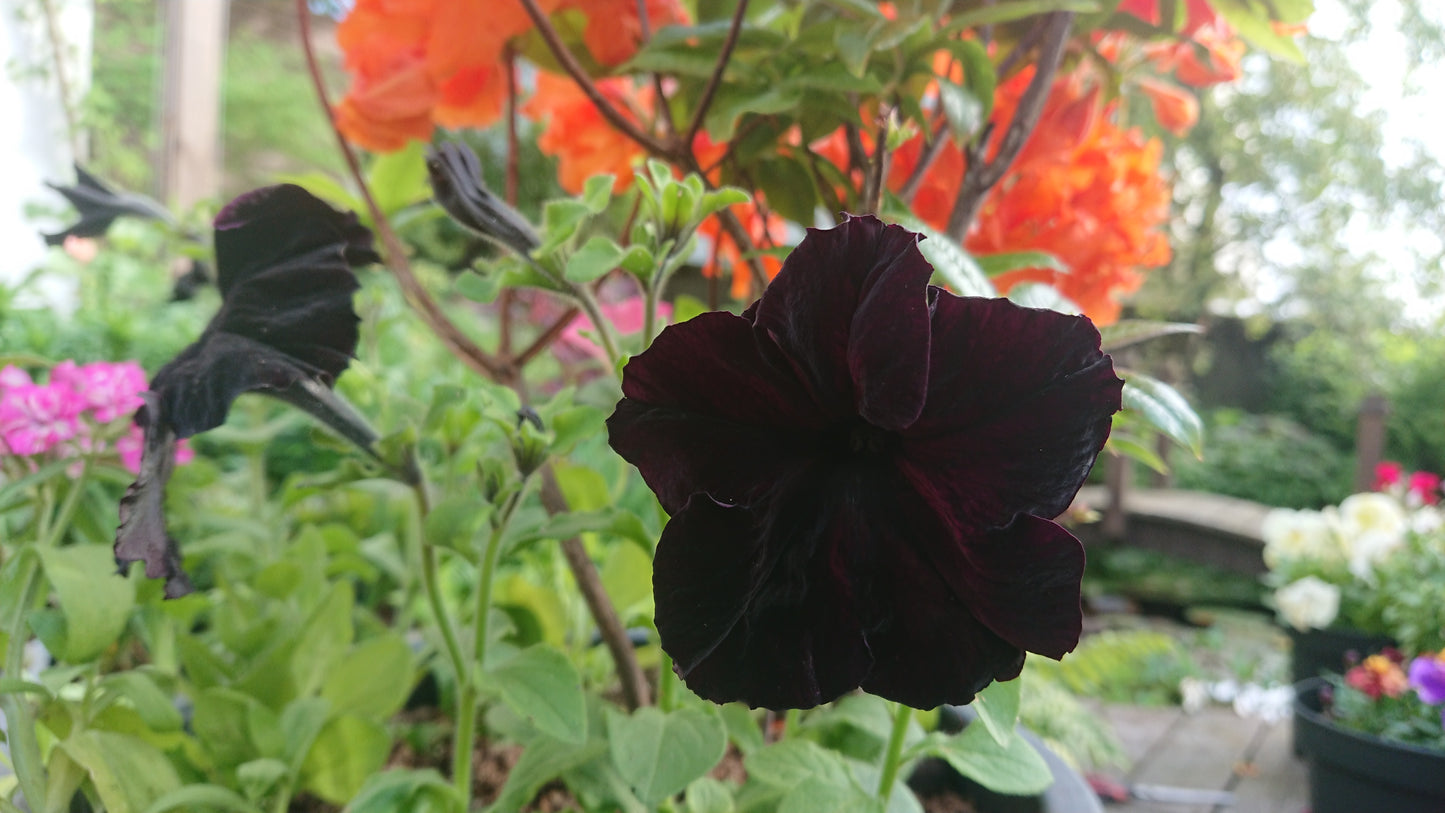 Petunia F1 'Sophistica Blackberry' - tóbakshorn