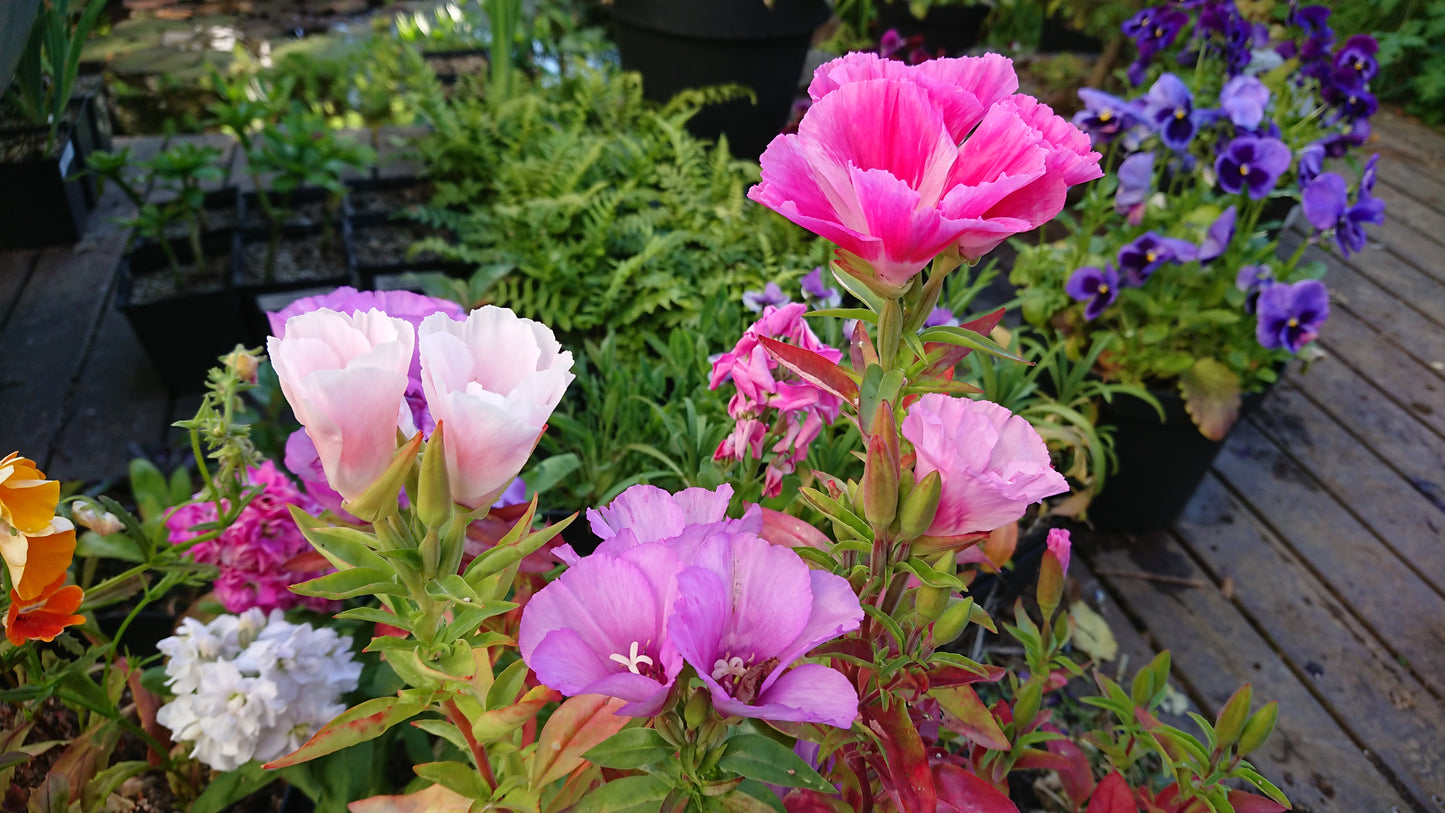 Godetia F1 'Dwarf Satin Mixed' - meyjablómi