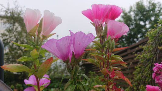 Godetia 'Dwarf Satin Mix' - meyjablómi