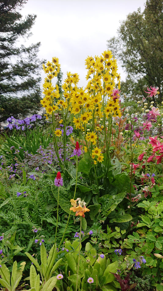 Cremanthodium sp. - lotkarfa