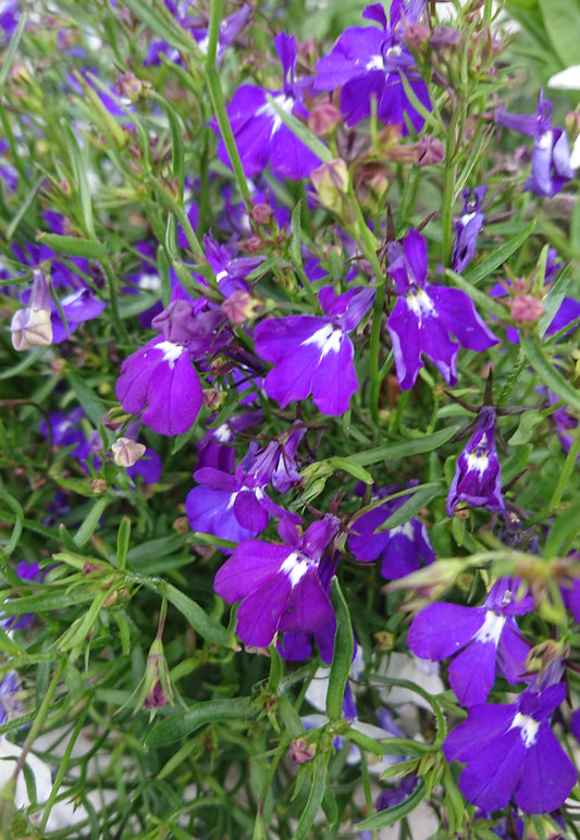 Lobelia 'Regatta Sapphire' - brúðarauga