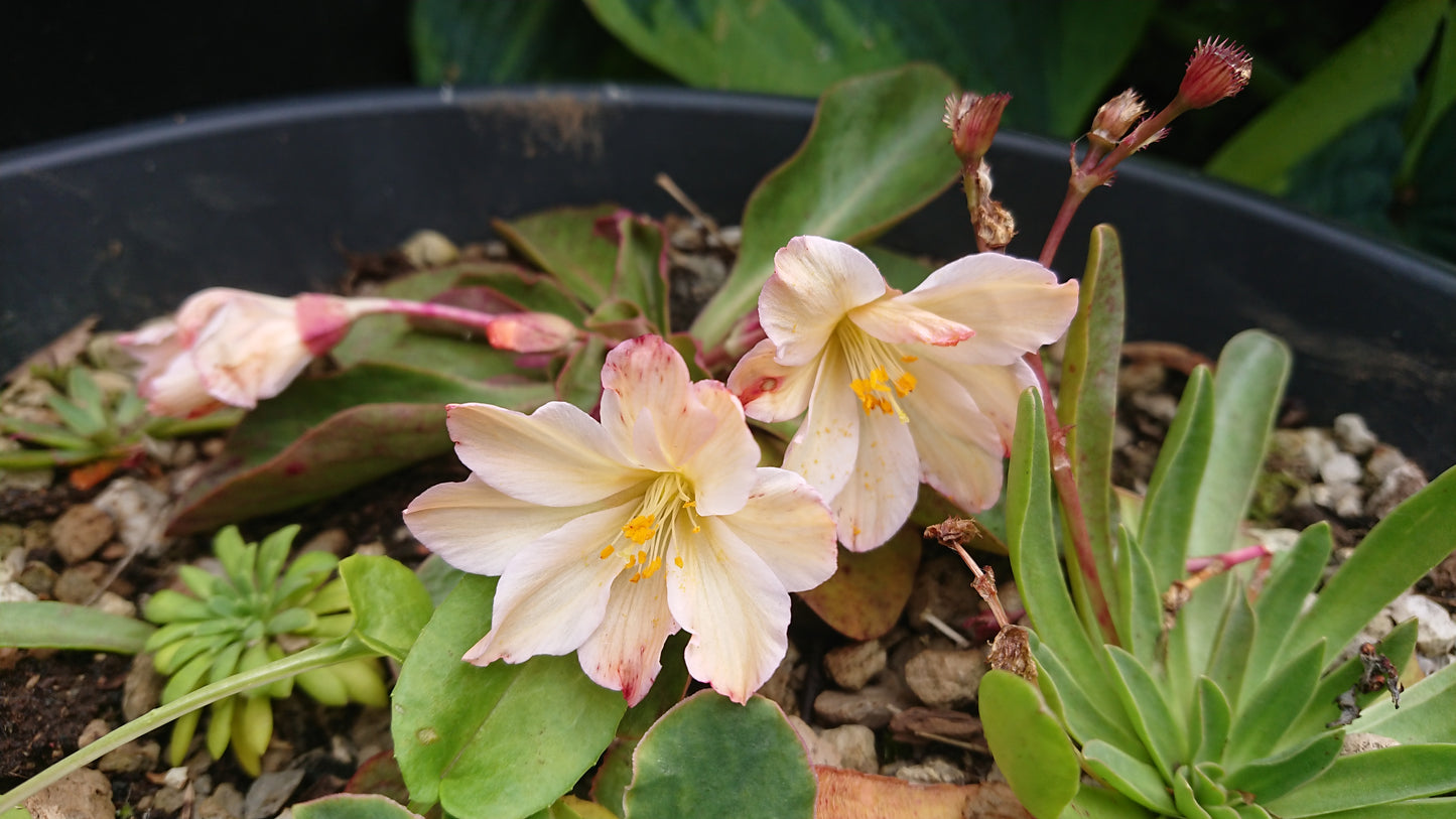 Lewisia tweedyi 'Lovedream' - rósablaðka