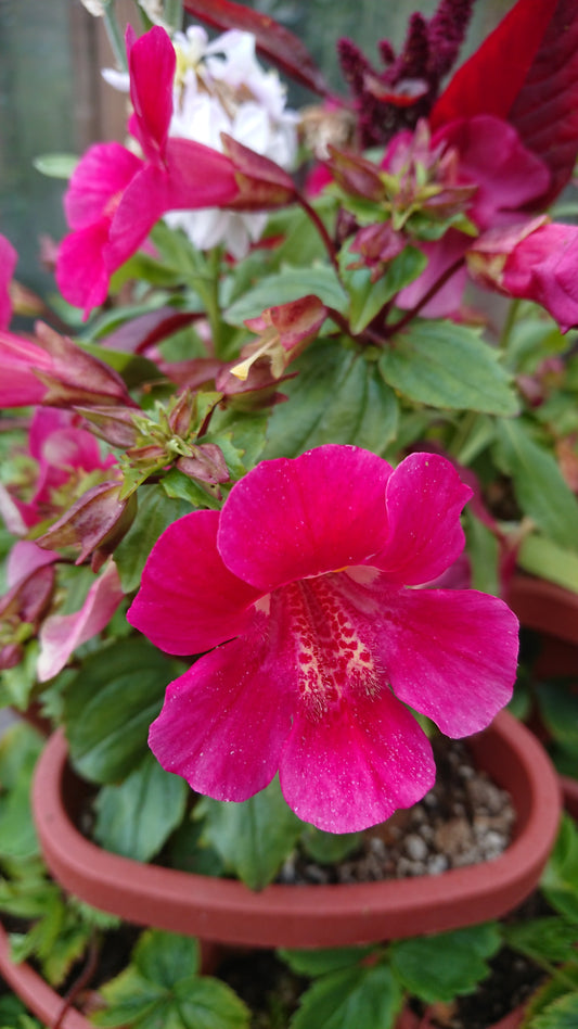 Mimulus 'F1 Magic Wine' - fiðrildatrúður