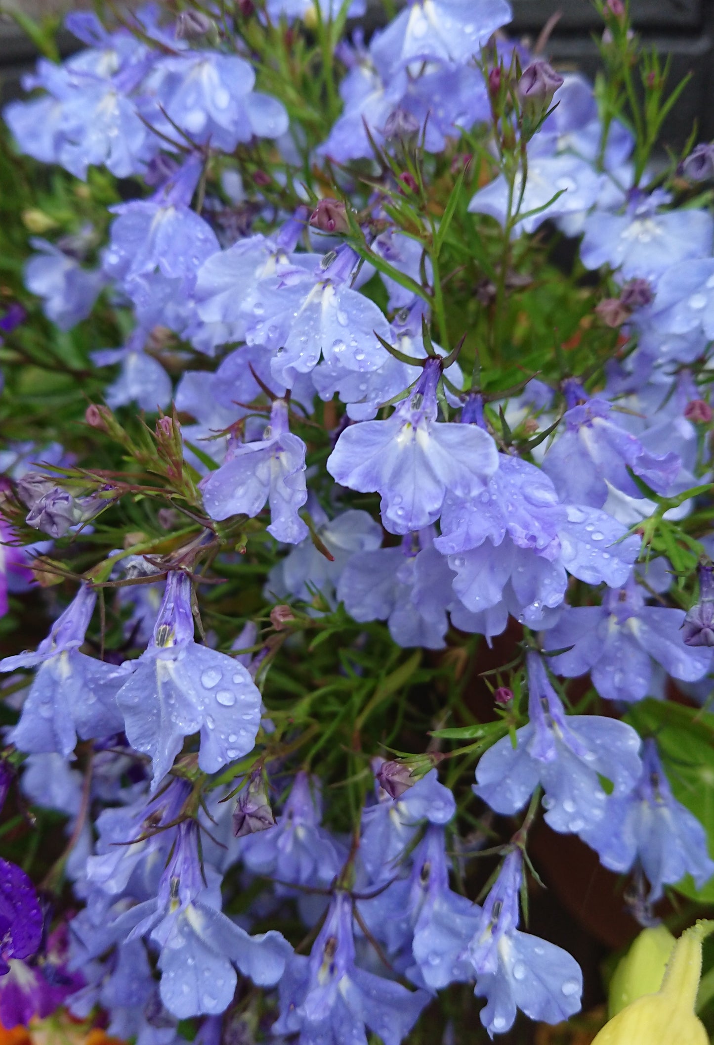 Lobelia 'Regatta Sky Blue' - brúðarauga