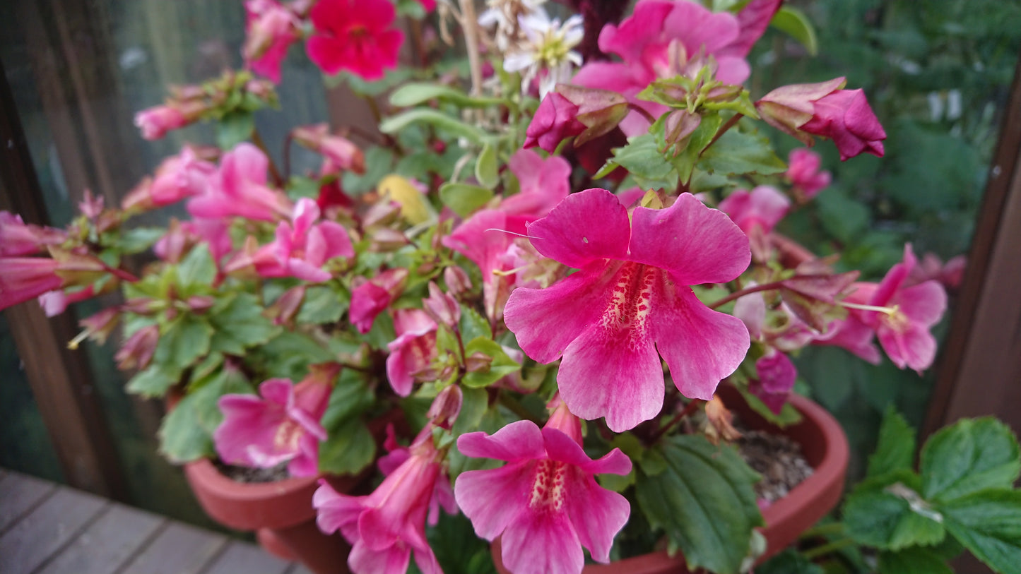 Mimulus 'F1 Magic Wine' - fiðrildatrúður