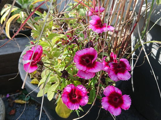 Dianthus 'F1 Raspberry Parfait' - kínadrottning
