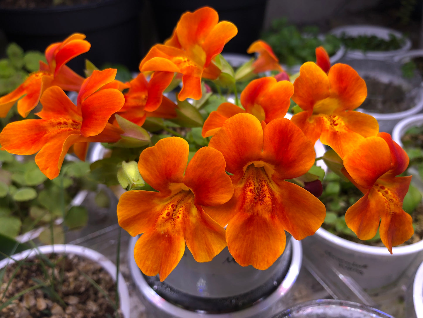 Mimulus 'F1 Magic Orange' - fiðrildatrúður