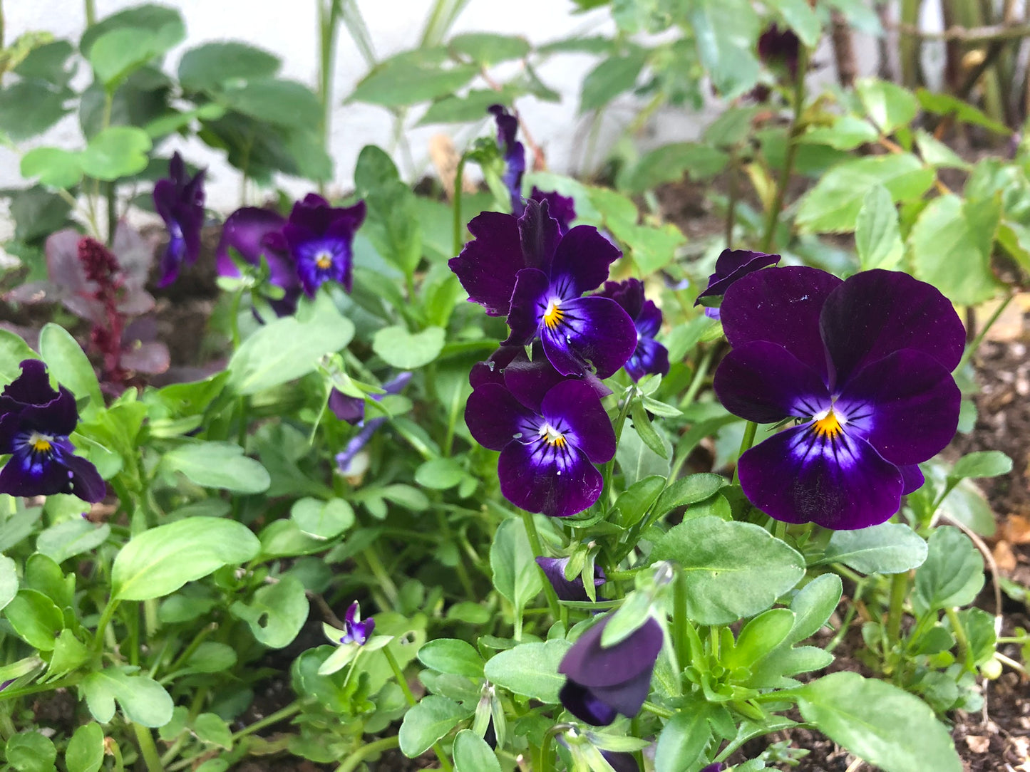 Viola 'Admire F1 Deep Purple Face' - fjóla