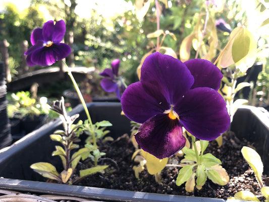 Viola 'Matrix Purple' - stjúpa