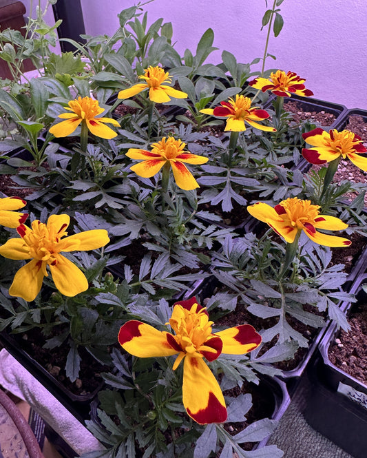 Tagetes patula 'Flamenco' - flauelsblóm