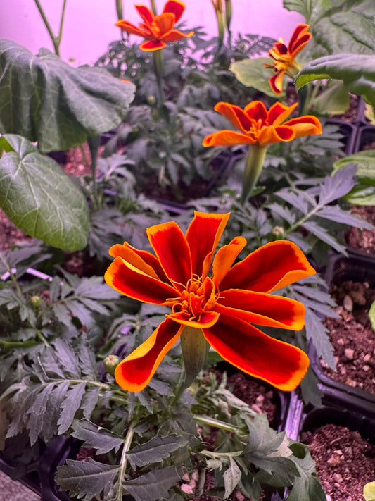 Tagetes patula 'Durango Flame' - flauelsblóm