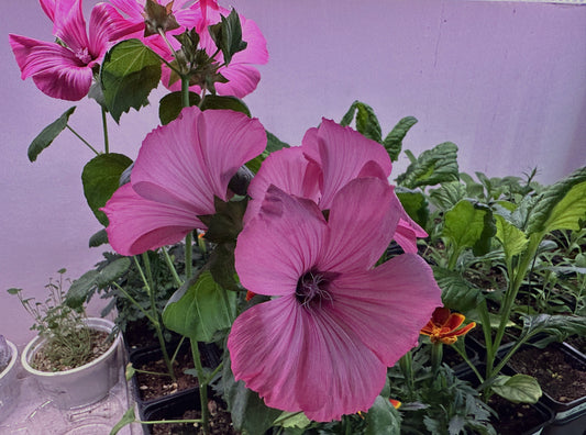 Lavatera 'Ruby Regis' - aftanroðablóm