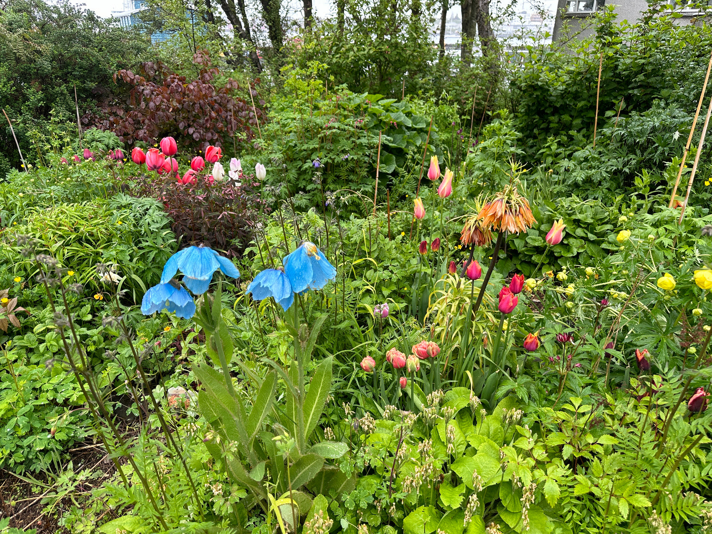 Meconopsis grandis - fagurblásól