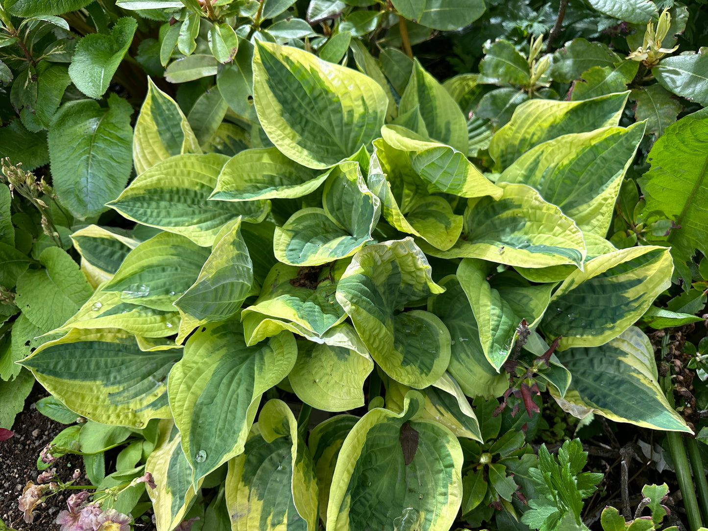 Hosta 'Wide Brim' - brúska