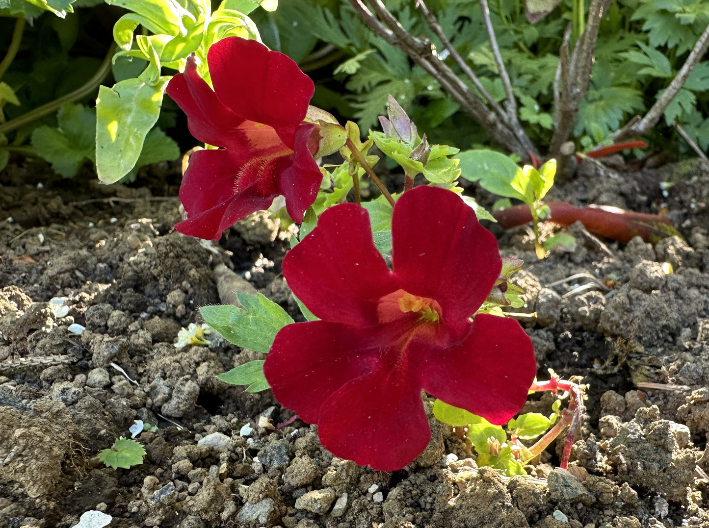 Mimulus 'F1 Magic Red' - fiðrildatrúður