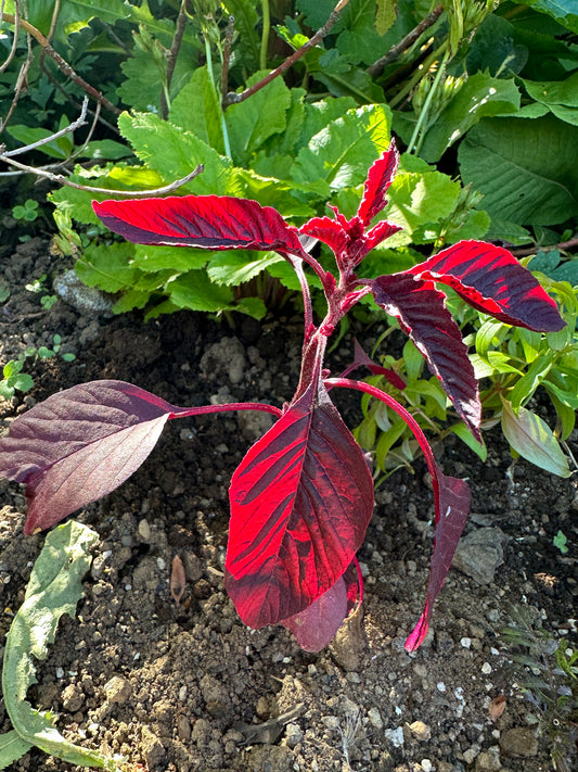 Amaranthus cruentus 'Velvet Curtains' - dreyrahali