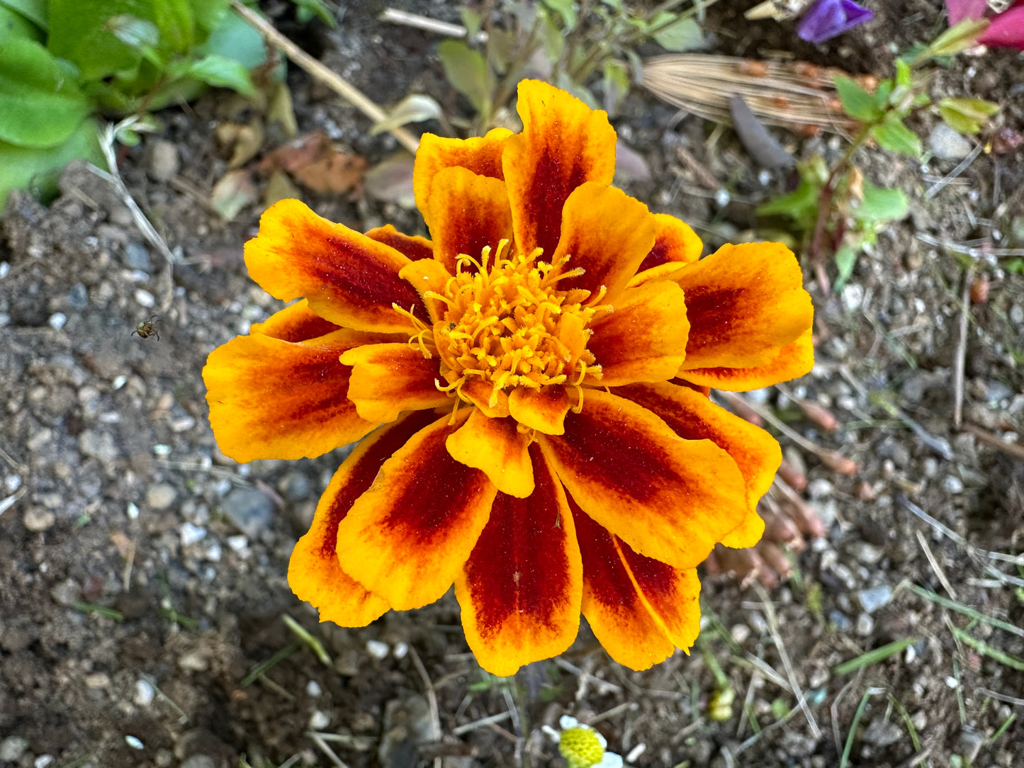 Tagetes patula 'Durango Flame' - flauelsblóm