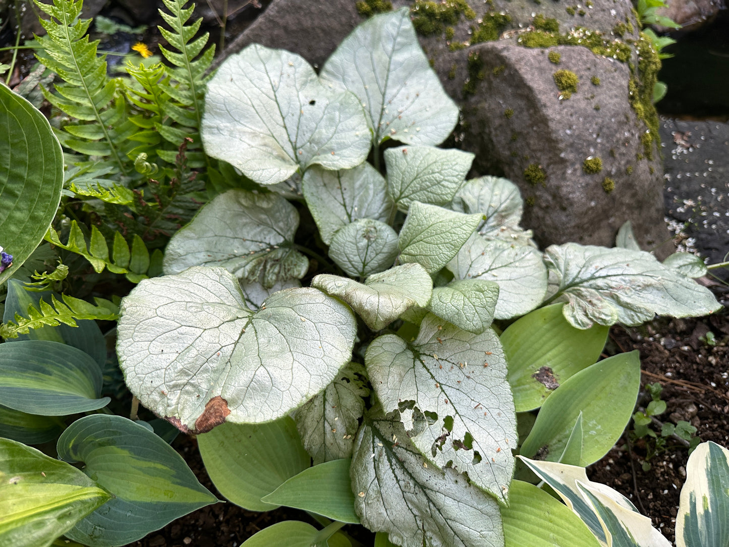 Brunnera macrophylla 'Looking Glass' - búkollublóm