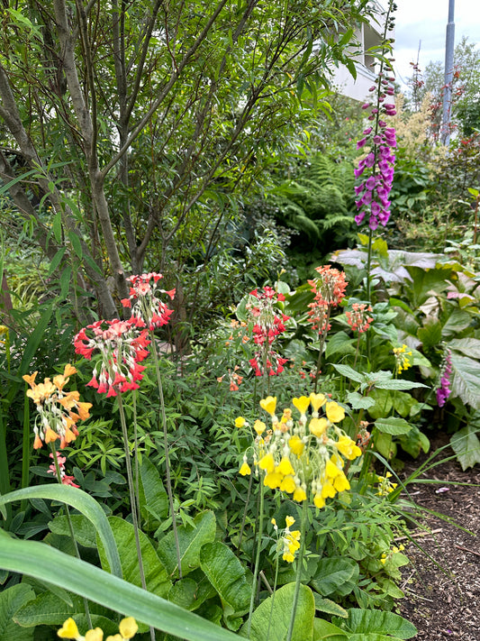 Primula florindae - friggjarlykill