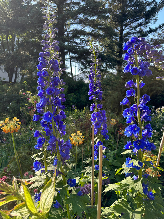 Delphinium 'Blue Bird' - riddaraspori