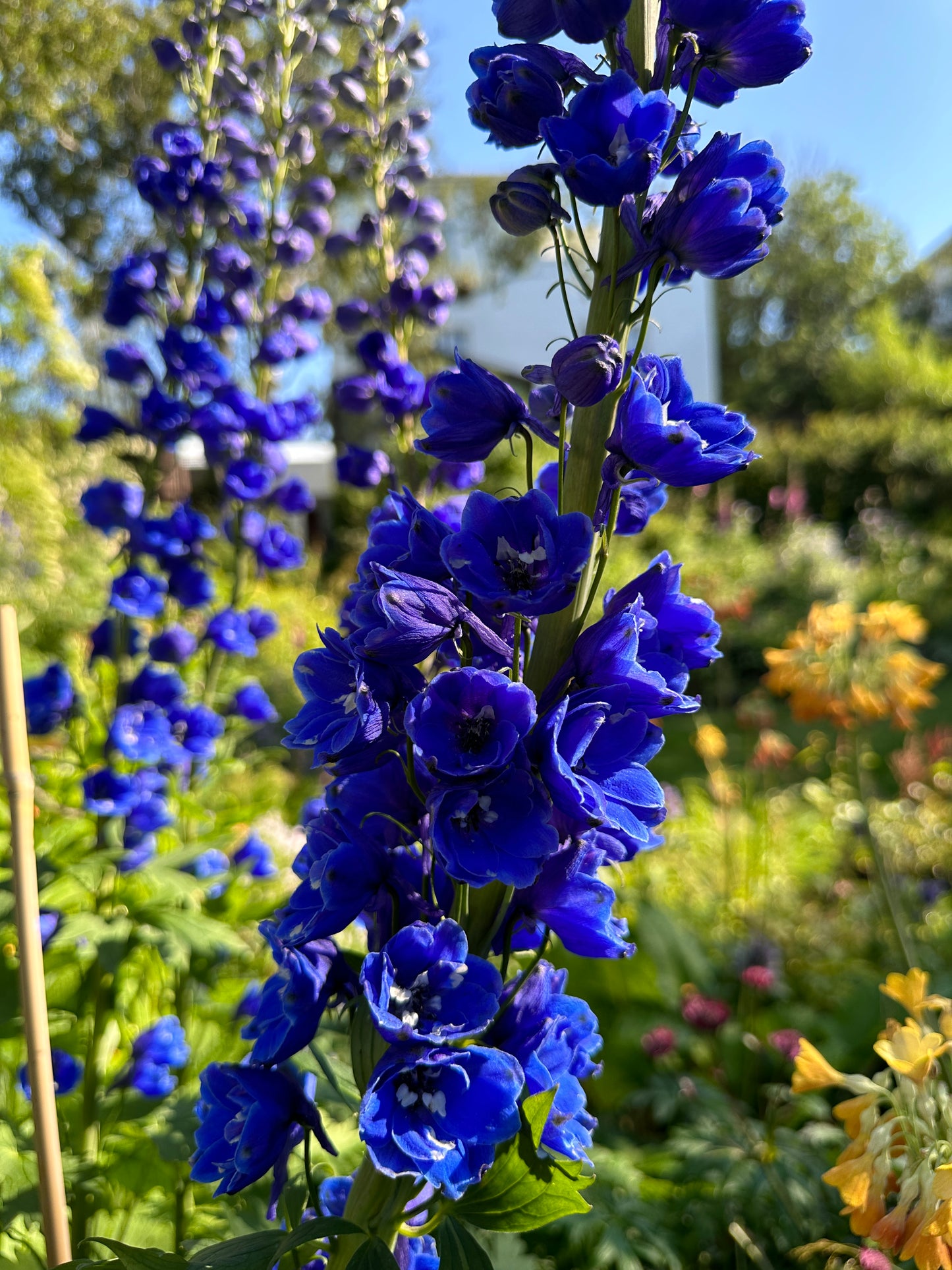 Delphinium 'Blue Bird' - riddaraspori