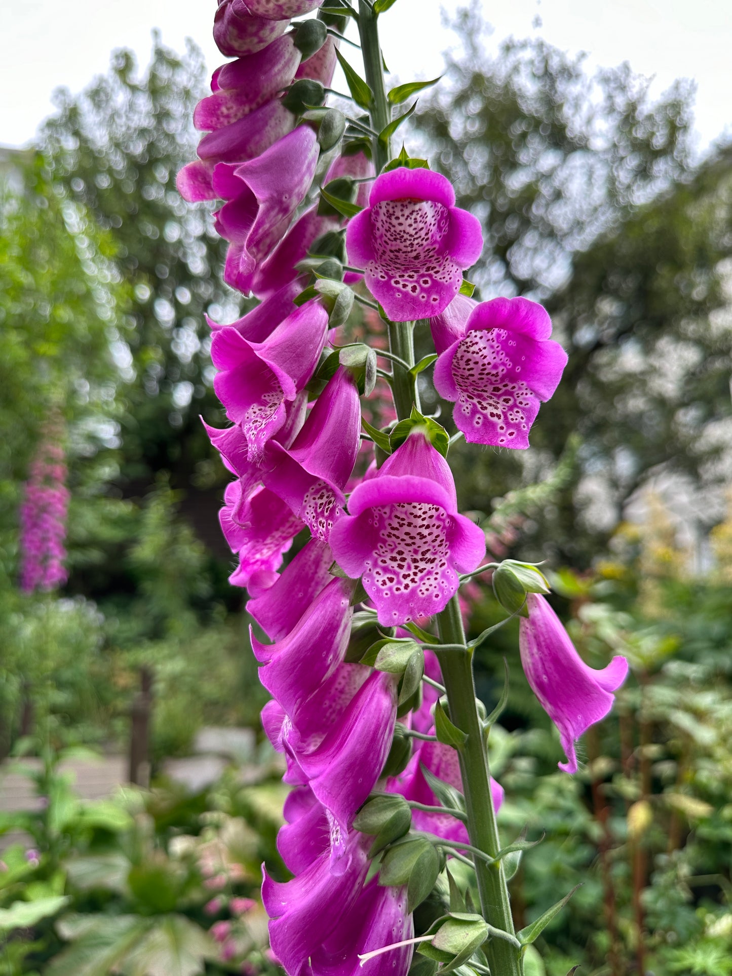 Digitalis purpurea - fingurbjargarblóm