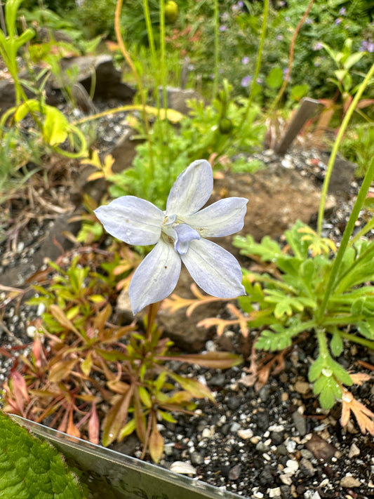 Wahlenbergia albomarginata - aurabikar