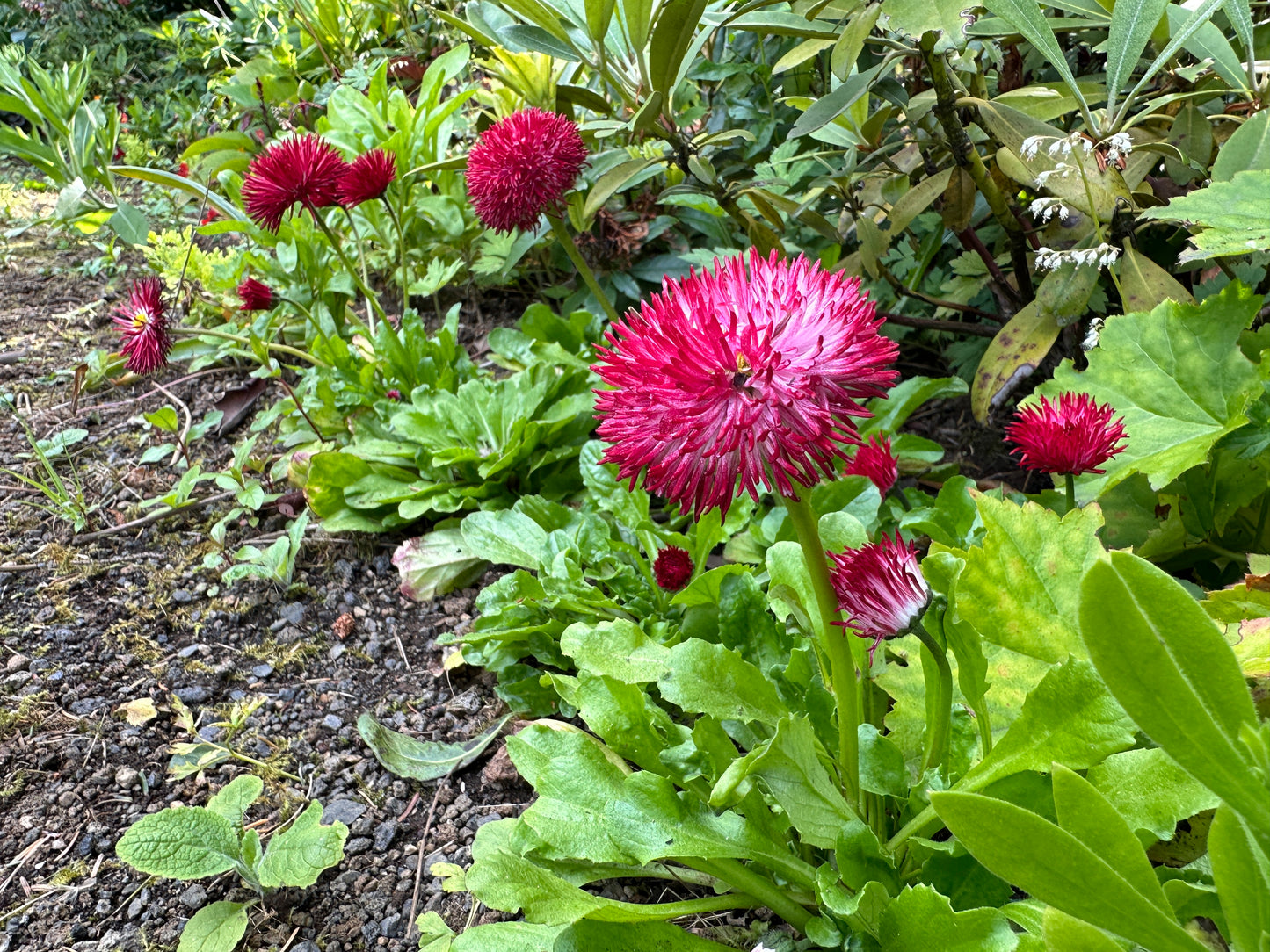 Bellis perennis 'Habanera Red' - fagurfífill