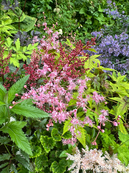 Filipendula 'Red Umbrellas' - fjallamaðjurt