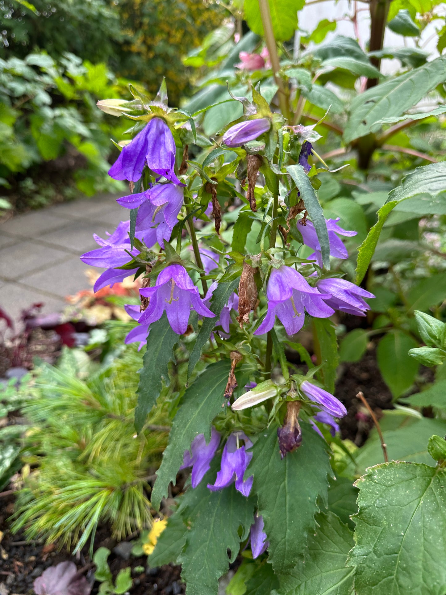 Campanula trachelium - skógarklukka