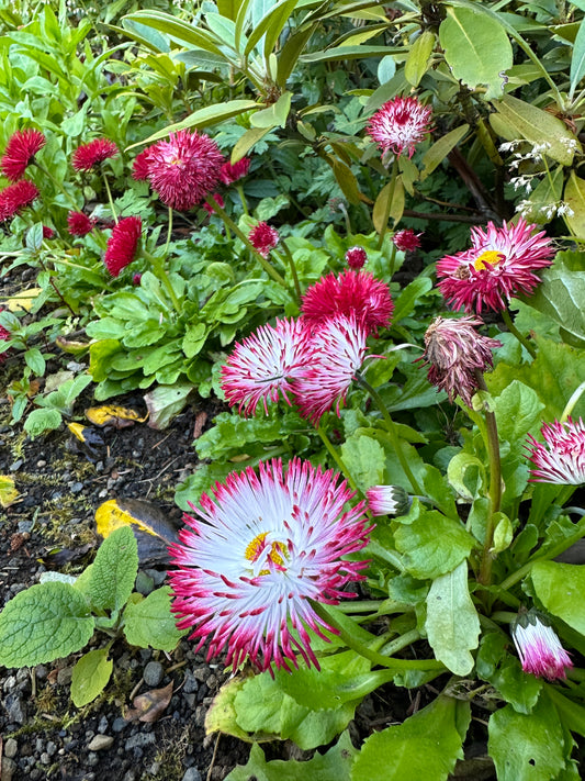 Bellis perennis 'Habanera Red' - fagurfífill