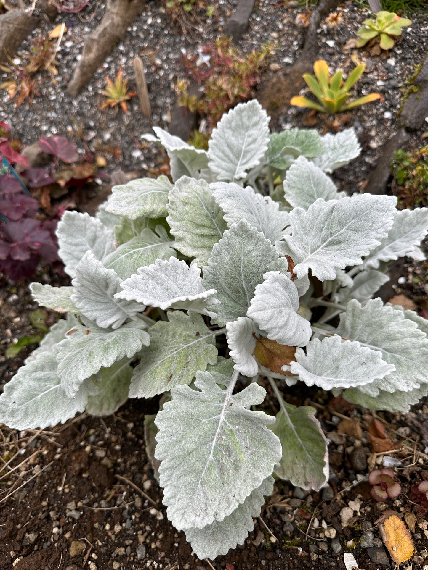Senecio maritima 'Cirrus' - silfurkambur