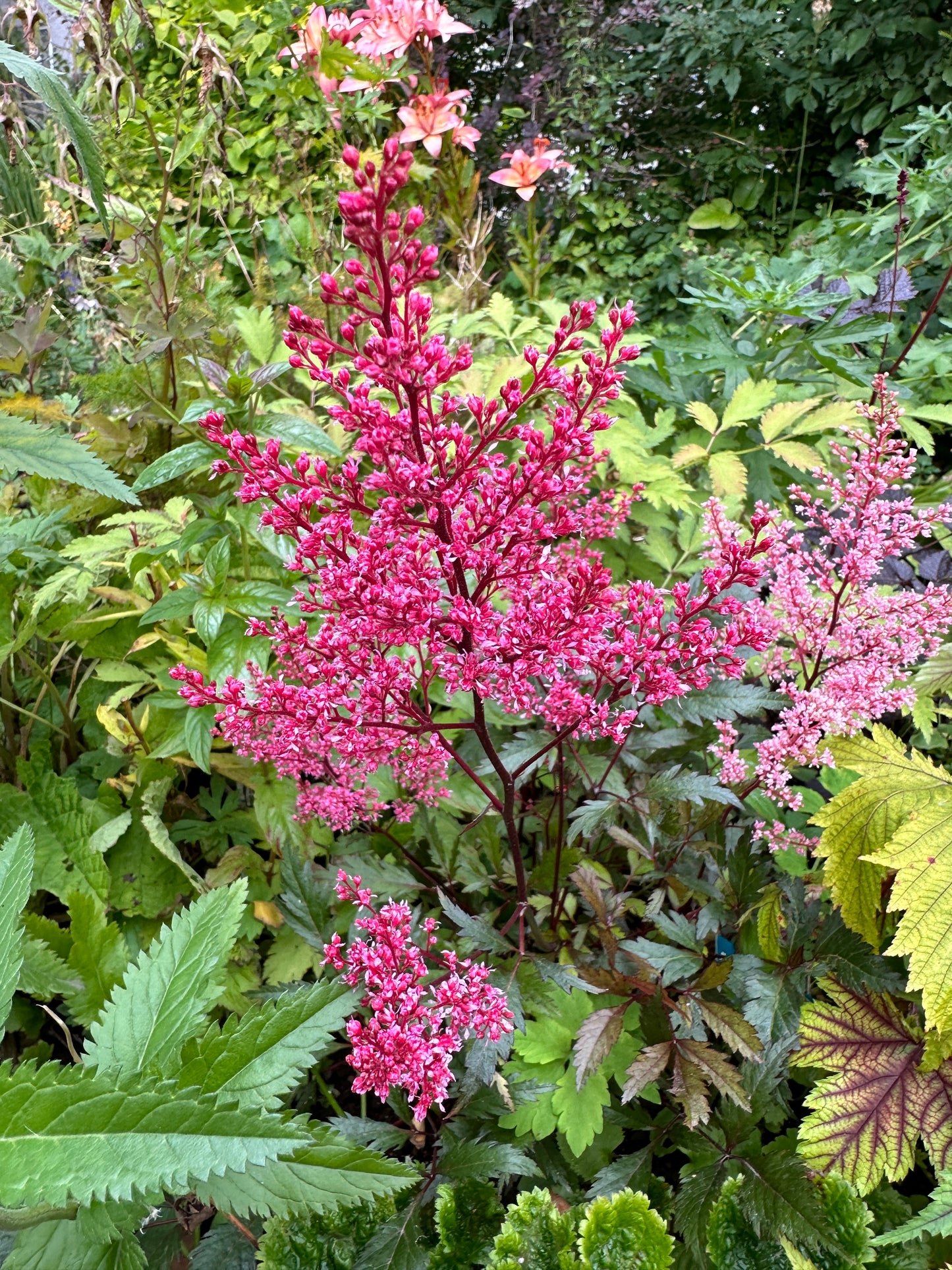 Astilbe x arendsii 'Look at Me' - musterisblóm
