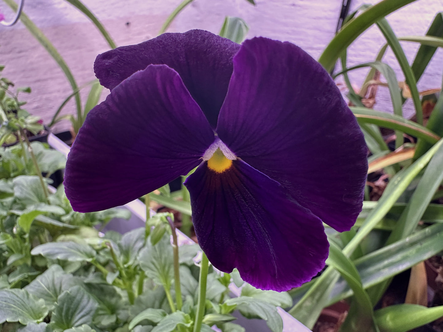 Viola 'Matrix Purple' - stjúpa